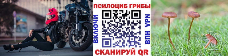 Псилоцибиновые грибы Cubensis где найти наркотики Стародуб
